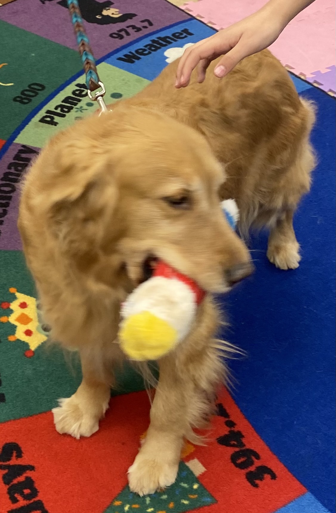 A golden retriever holds a toy while waiting for her next reader.