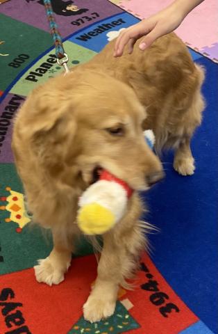 Pippa, the Golden Retriever reading therapy dog holding her stuffed toy while waiting for the first reader.