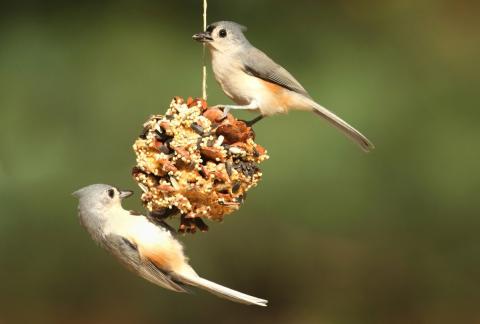 pinecone bird feeder