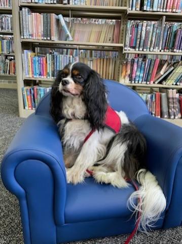 dog sitting in front of books for storytime