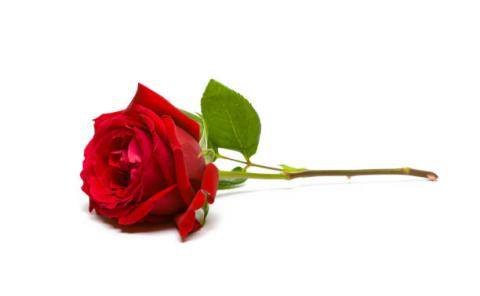 A red rose with stem lying flat on its side.