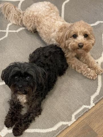 Two medium sized dogs with curly fur, lying on gray carpet with faces looking up toward camera.