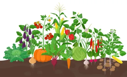 graphic of a side view of a vegetable garden, showing how some of the plants are growing underground and others are growing above ground