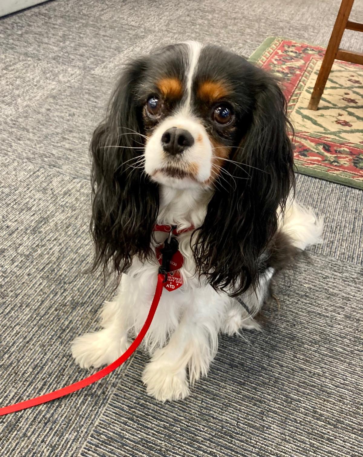 Picture of Lovie, a King Charles Spaniel 