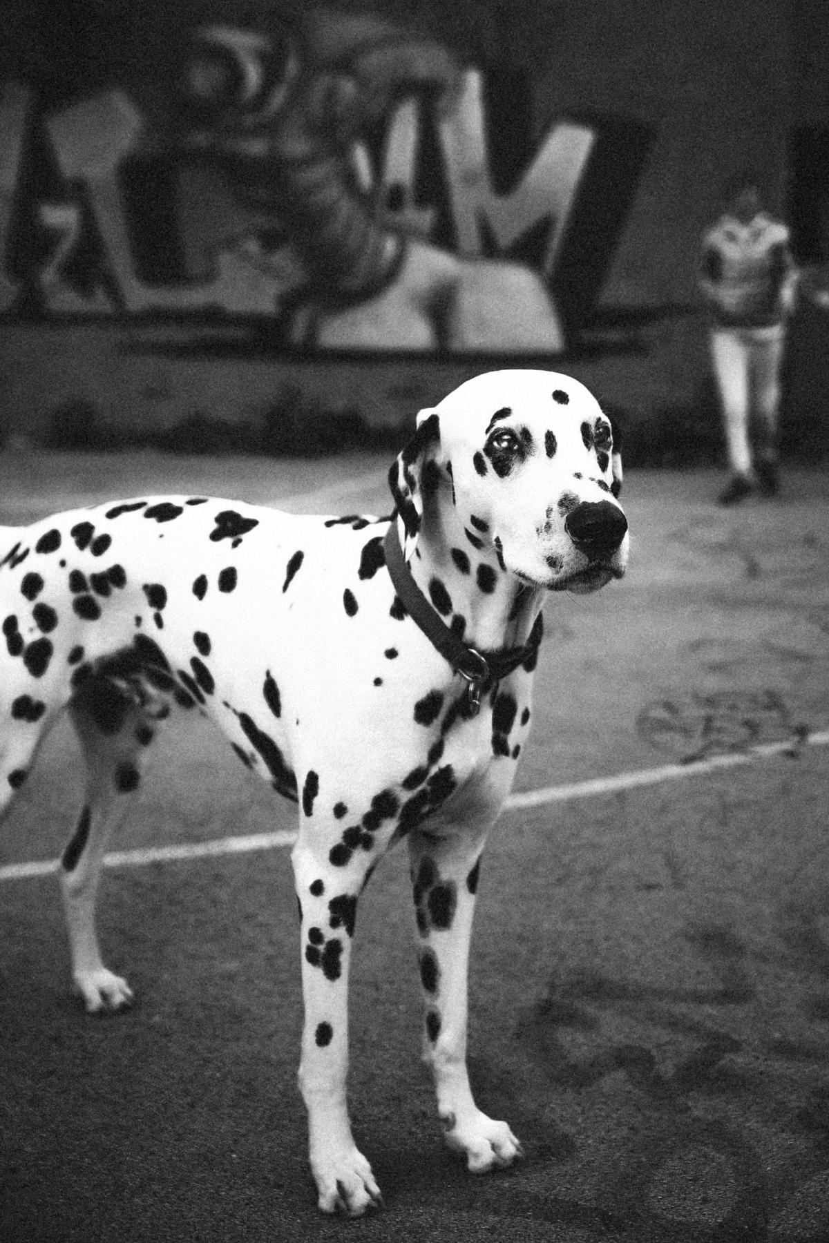 Black and White photo of a Dalmatian