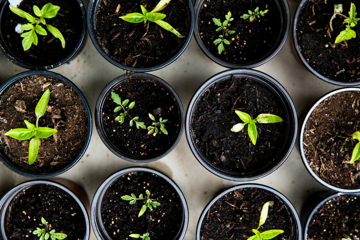 plants in pots