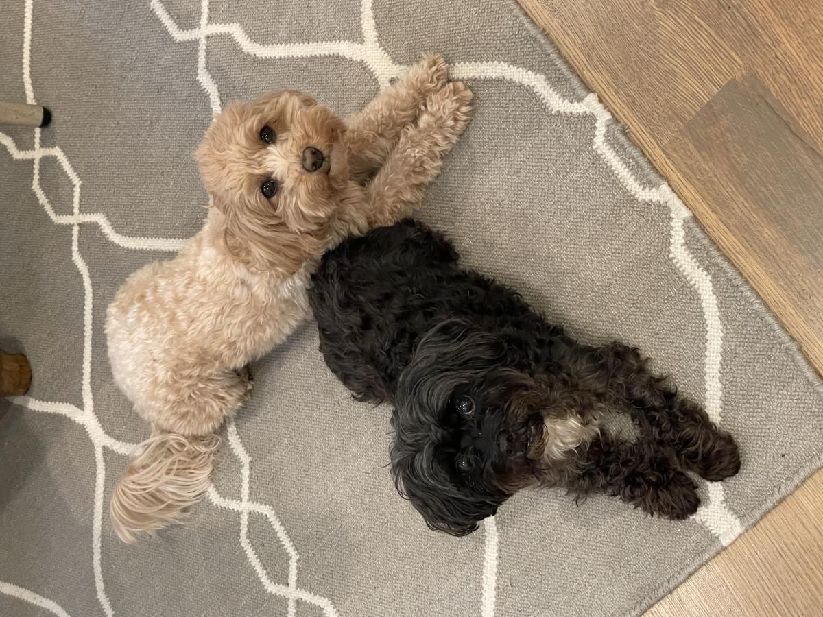 Two medium sized dogs with curly fur, lying on gray carpet with faces looking up toward camera.